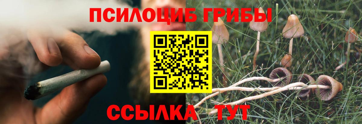 Псилоцибиновые грибы Psilocybe Усть-Джегута