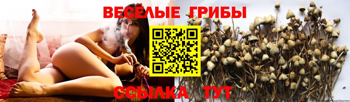 Псилоцибиновые грибы GOLDEN TEACHER  Псилоцибиновые грибы Psilocybine cubensis  Вход с VPN  Усть-Джегута 